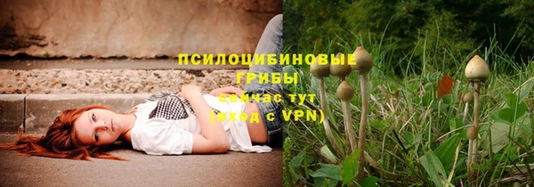 прущие грибы Новокубанск